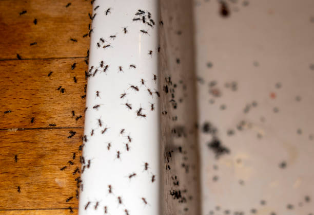 Best Mosquito Control Services  in Porterville, CA