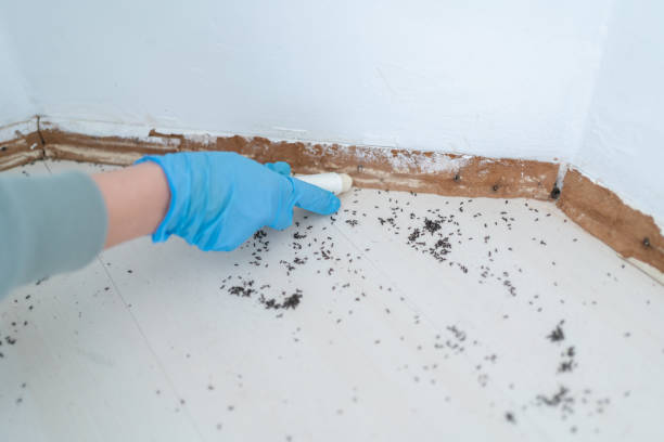 Best Emergency Pest Control  in Porterville, CA